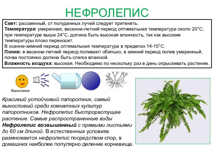 НЕФРОЛЕПИССвет: рассеянный, от полуденных лучей следует притенять. Температура: умеренная, весенне-летний период оптимальная