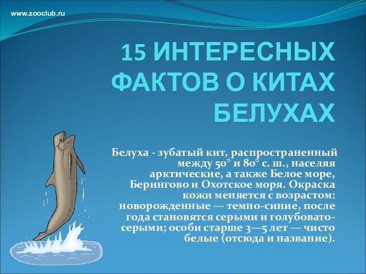 15 ИНТЕРЕСНЫХ ФАКТОВ О КИТАХ БЕЛУХАХБелуха - зубатый кит, распространенный между 50°