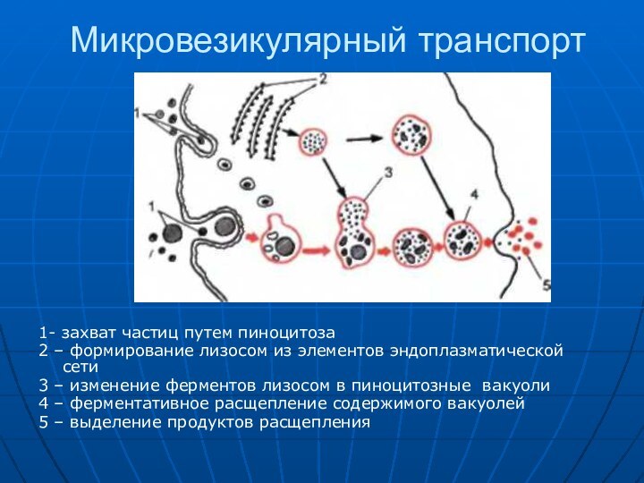 Микровезикулярный транспорт1- захват частиц путем пиноцитоза2 – формирование лизосом из элементов эндоплазматической