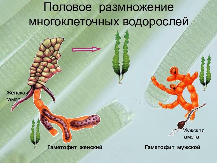 Половое размножение многоклеточных водорослейГаметофит женскийГаметофит мужской