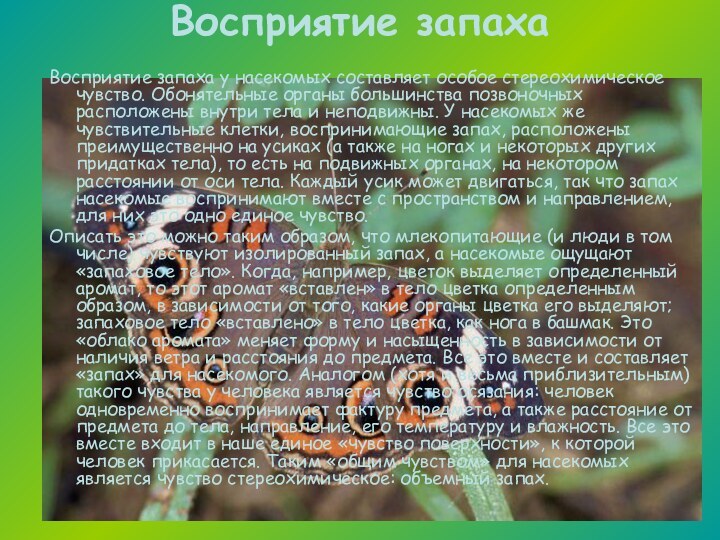 Восприятие запаха Восприятие запаха у насекомых составляет особое стереохимическое чувство. Обонятельные органы