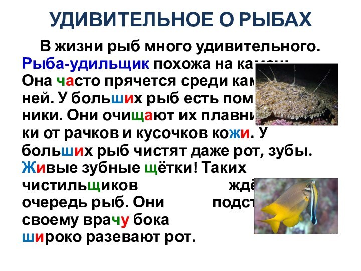 УДИВИТЕЛЬНОЕ О РЫБАХ   В жизни рыб много удивительного. Рыба-удильщик похожа