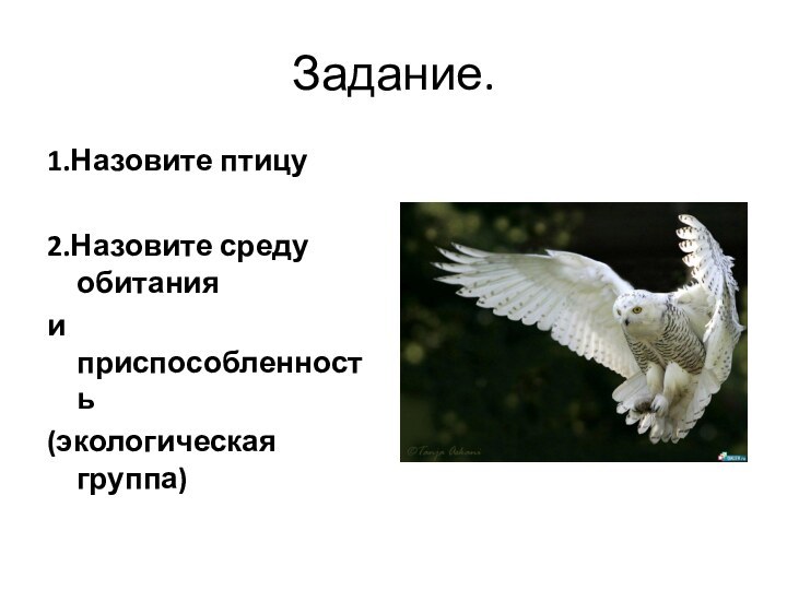 Задание.1.Назовите птицу2.Назовите среду обитанияи приспособленность (экологическая группа)