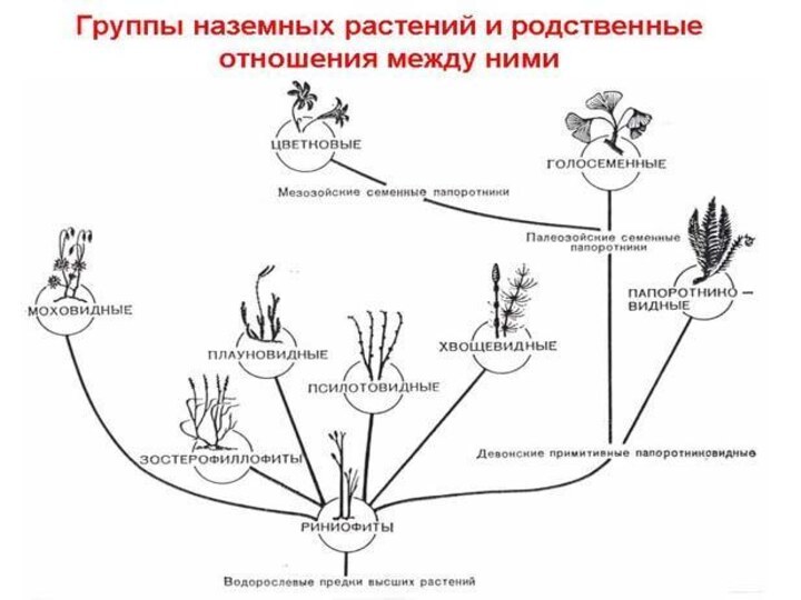 В чем заключается процесс развития для растения. Эволюция. Растения. Эволюция растений схема. Процесс эволюции растений.