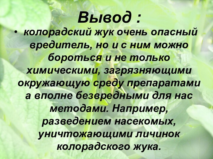 Вывод : колорадский жук очень опасный вредитель, но и с ним можно