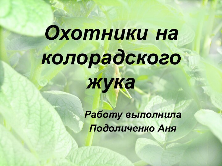 Охотники на колорадского жукаРаботу выполнила Подоличенко Аня