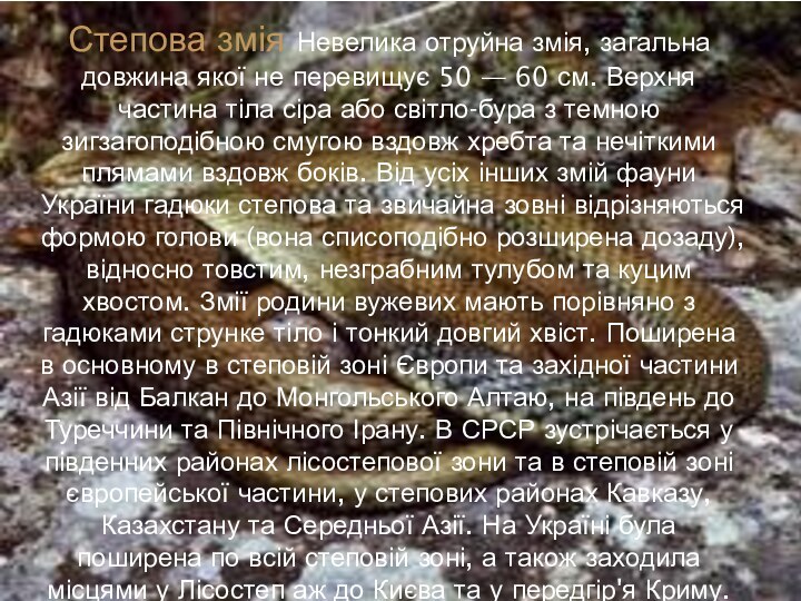 Степова змія Невелика отруйна змія, загальна довжина якої не перевищує 50 —