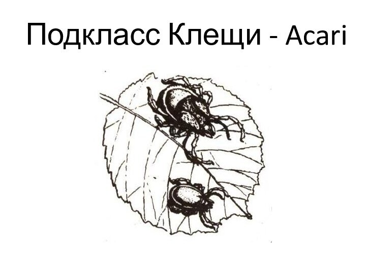 Подкласс Клещи - Acari