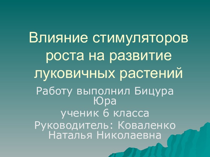 Влияние стимуляторов роста на развитие луковичных растенийРаботу выполнил Бицура Юраученик 6 классаРуководитель: Коваленко Наталья Николаевна