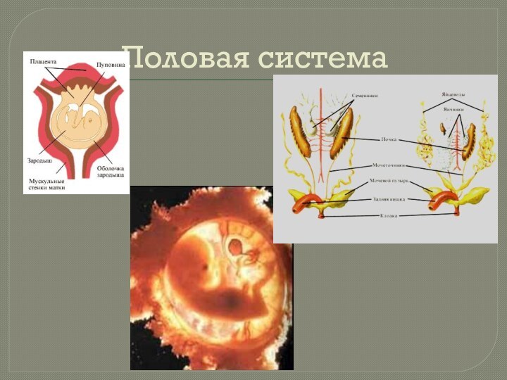 Половая система