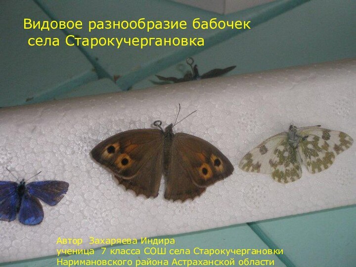 Видовое разнообразие бабочек села Старокучергановка 2010 год