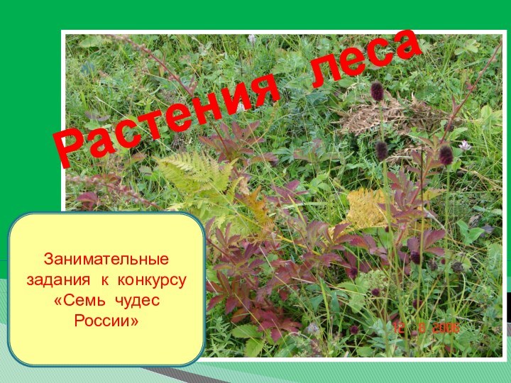 Занимательные задания к конкурсу«Семь чудес России»Растения леса