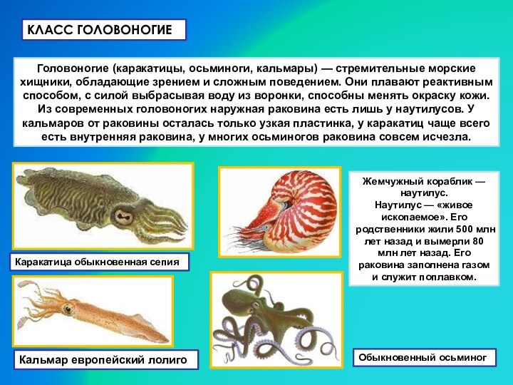 КЛАСС ГОЛОВОНОГИЕ Головоногие (каракатицы, осьминоги, кальмары) — стремительные морские хищники, обладающие зрением