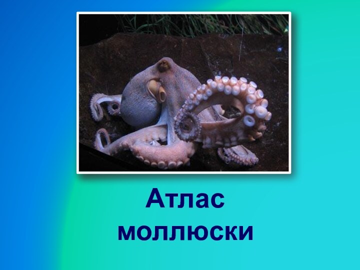 Атлас моллюски