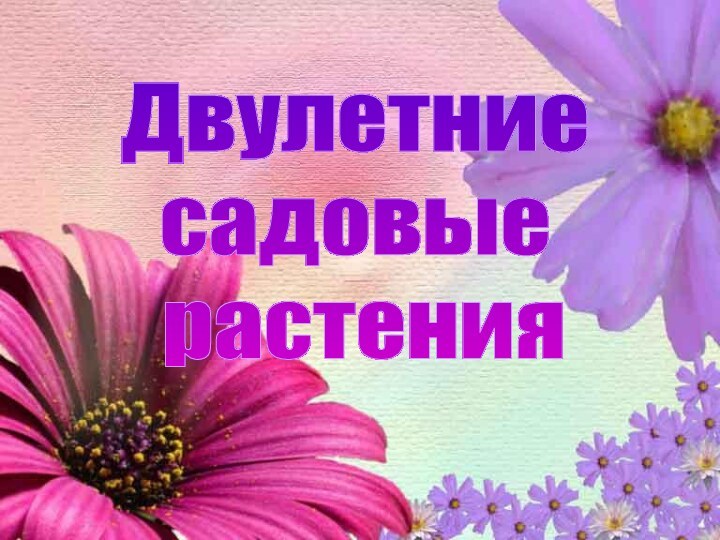 Двулетниесадовые растения