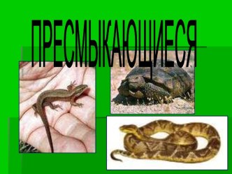 Пресмыкающиеся