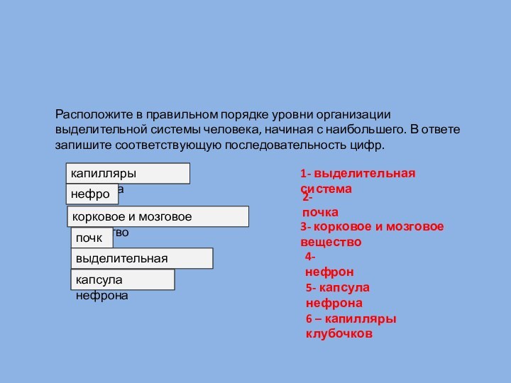 Расположите в правильном порядке уровни организации выделительной системы человека, начиная с наибольшего.