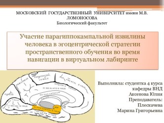 Участие парагиппокампальной извилины человека в эгоцентрической стратегии пространственного обучения во время навигации в виртуальном лабиринте