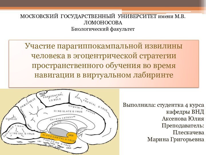 Участие парагиппокампальной извилины человека в эгоцентрической стратегии пространственного обучения во время навигации