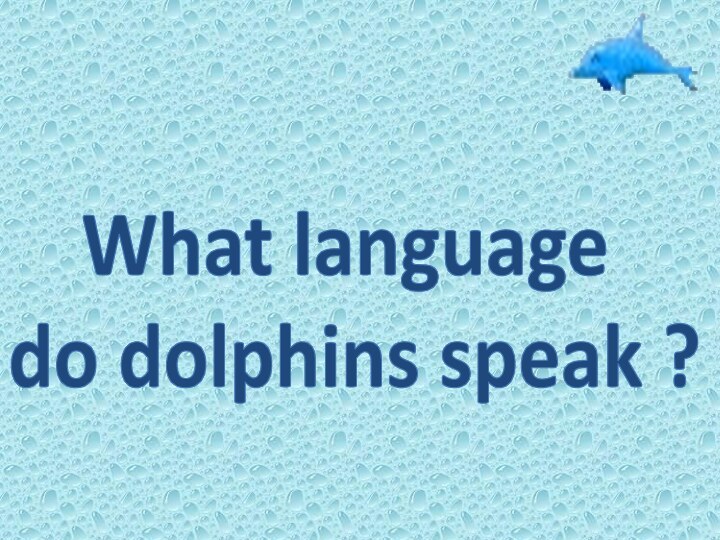 What language do dolphins speak ?