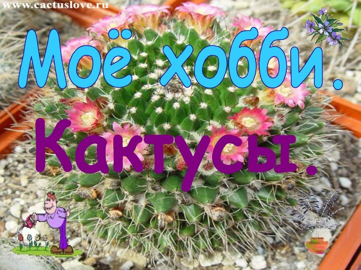 Моё хобби.Кактусы.