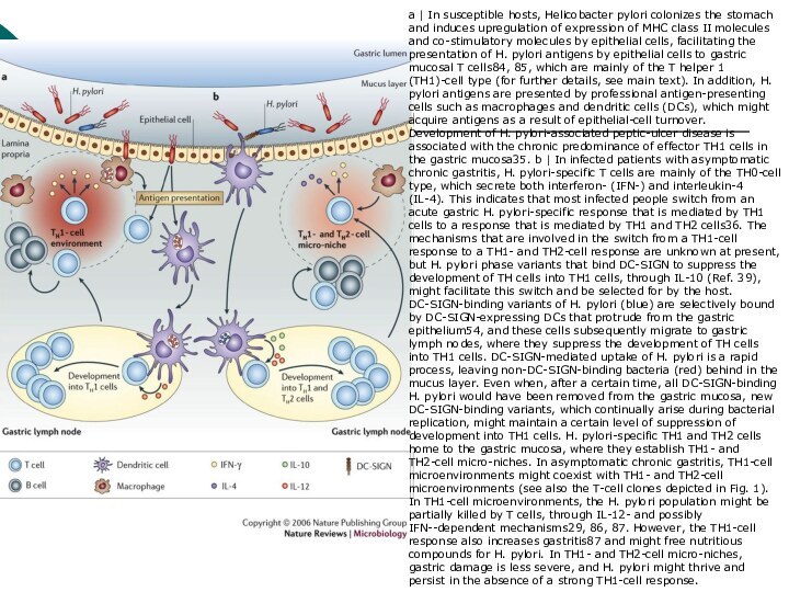 a | In susceptible hosts, Helicobacter pylori colonizes the stomach and induces