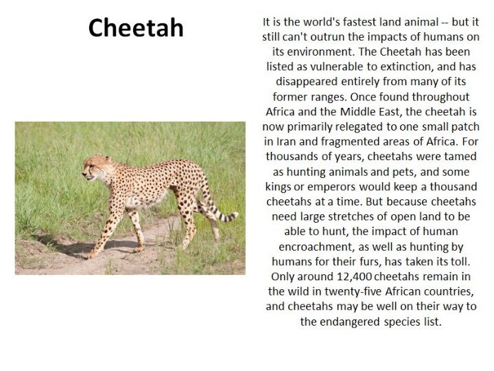 Cheetah It is the world's fastest land animal -- but it still