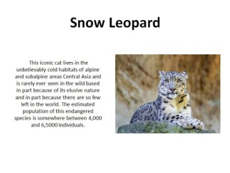 Snow leopard