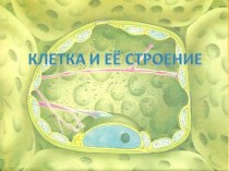 Клетка и ее строение