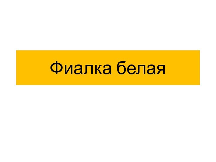 Фиалка белая