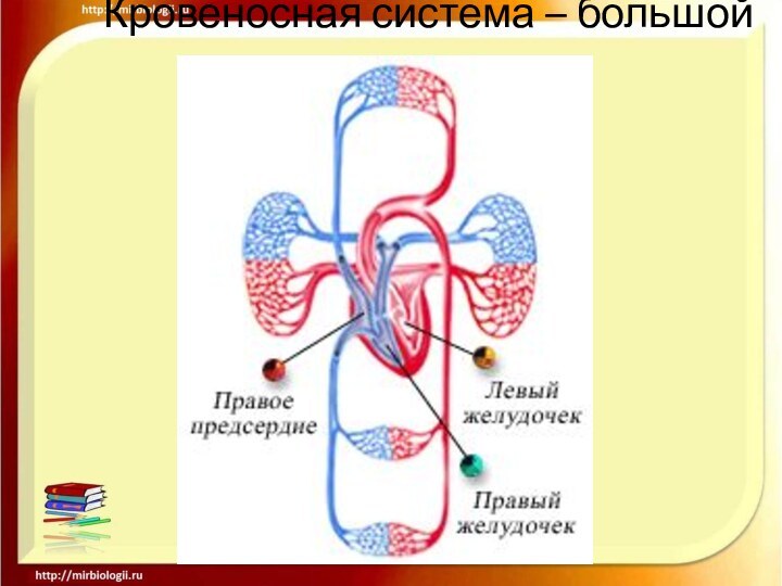 Кровеносная система – большой круг