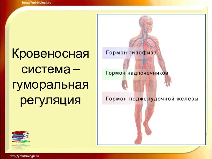 Кровеносная система – гуморальная регуляция