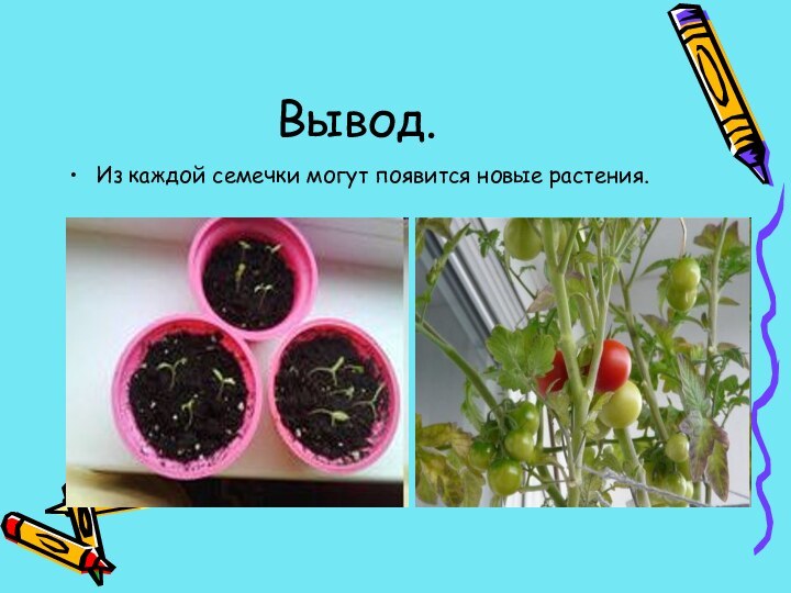 Вывод.Из каждой семечки могут появится новые растения.