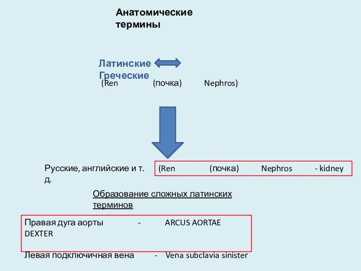 Анатомические терминыЛатинские