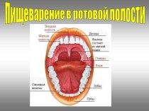 Пищеварительная система