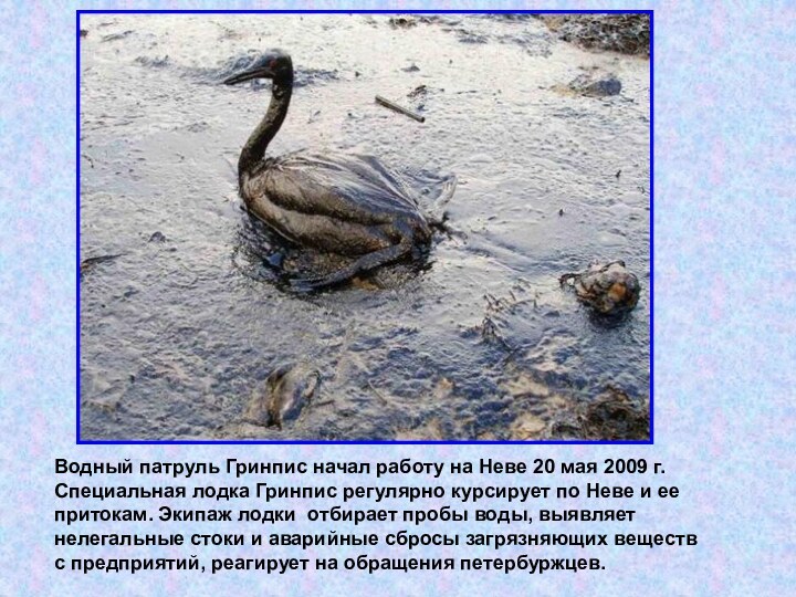 Водный патруль Гринпис начал работу на Неве 20 мая 2009 г. Специальная