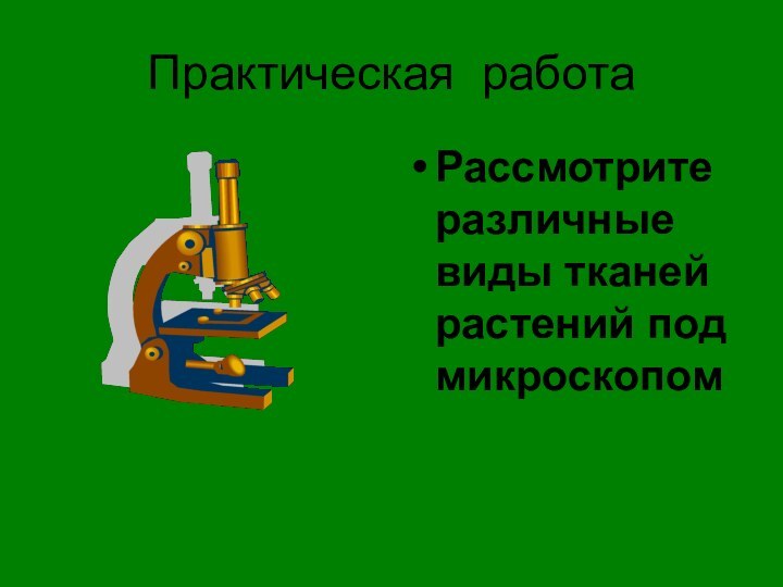 Практическая работаРассмотрите различные виды тканей растений под микроскопом