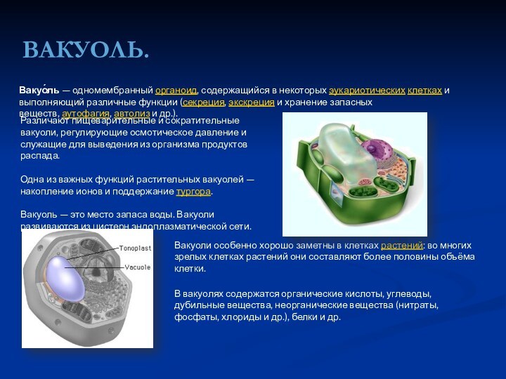 ВАКУОЛЬ.Вакуо́ль — одномембранный органоид, содержащийся в некоторых эукариотических клетках и выполняющий различные функции (секреция, экскреция и хранение запасных веществ, аутофагия, автолиз и