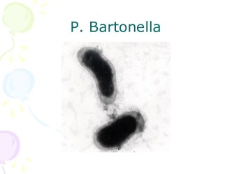 Bartonella