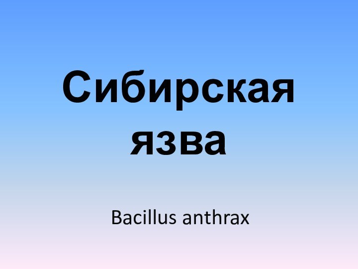 Сибирская язваBacillus anthrax