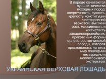 украинская верховая лошадь