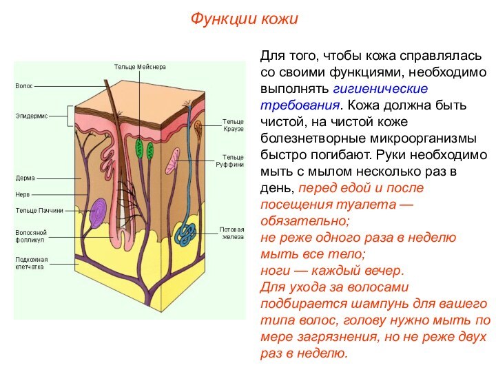 Функции кожиДля того, чтобы кожа справлялась со своими функциями, необходимо выполнять гигиенические