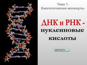 ДНК и РНК - нуклеиновые кислоты