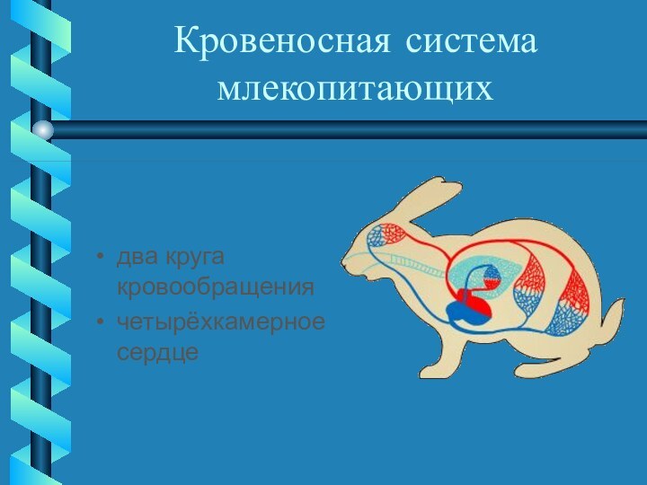 Кровеносная система млекопитающихдва круга кровообращения четырёхкамерное сердце