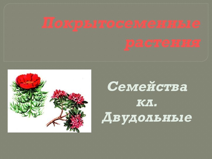 Покрытосеменные растенияСемейства