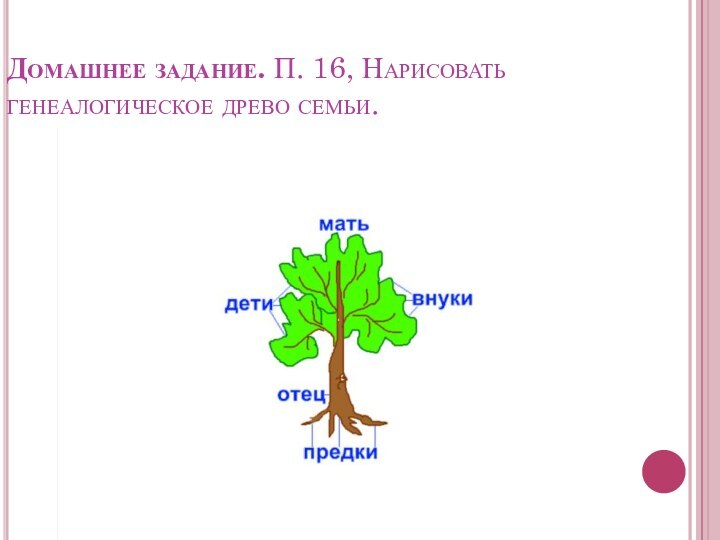 Домашнее задание. П. 16, Нарисовать генеалогическое древо семьи.