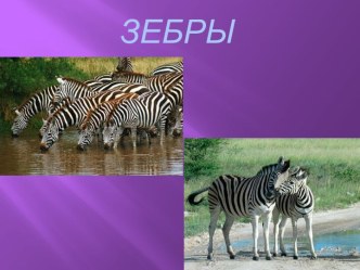 Зебры