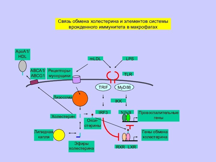 IKKTLRNFκBПровоспалительные геныLPSmLDLLXRRXRГены обмена холестеринаIRF3Рецепторы-мусорщикиЛизосомаЛипидная капляЭфиры холестеринаХолестеринОкси-стериныABCA1/ ABCG1ApoA1/ HDLСвязь обмена холестерина и элементов