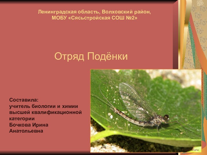 Отряд ПодёнкиЛенинградская область, Волховский район, МОБУ «Сясьстройская СОШ №2» Составила:учитель биологии и