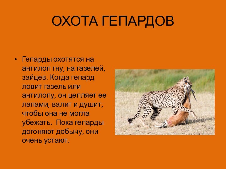 ОХОТА ГЕПАРДОВГепарды охотятся на антилоп гну, на газелей, зайцев. Когда гепард ловит